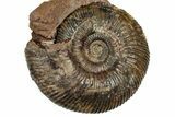 Jurassic Ammonite Fossil - Sengenthal, Germany #357385-1